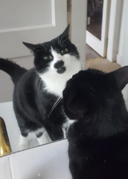 black and white cat Evie standing on sink and looking in the mirror